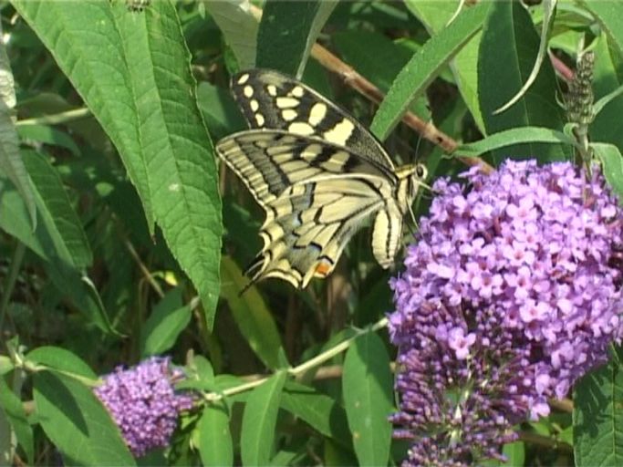 Schwalbenschwanz ( Papilio machaon ), auf Sommerflieder : Nettetal, NABU Naturschutzhof, 25.07.2006